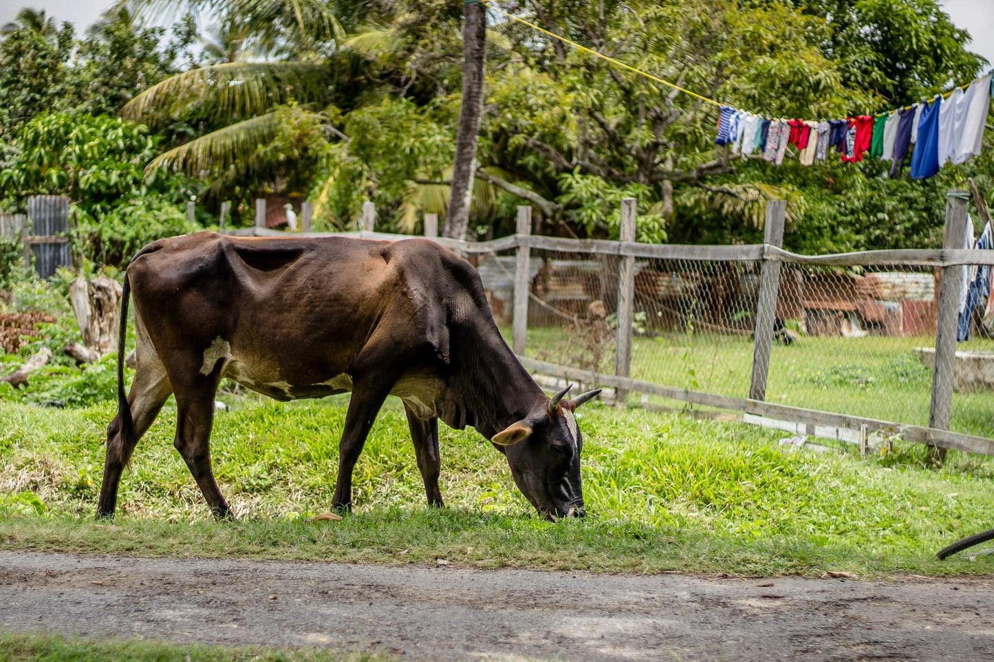 French Guiana